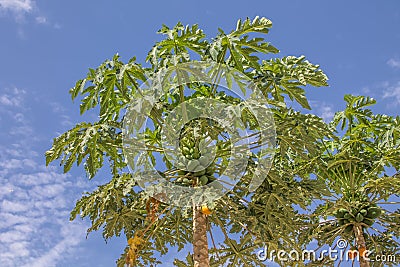 Full view of a papaya tree with blue sky as background, typically tropical tree Stock Photo