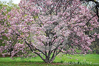 Full view of pink flowering tree at the Morton Arboretum in Lisle, Illinois. Stock Photo