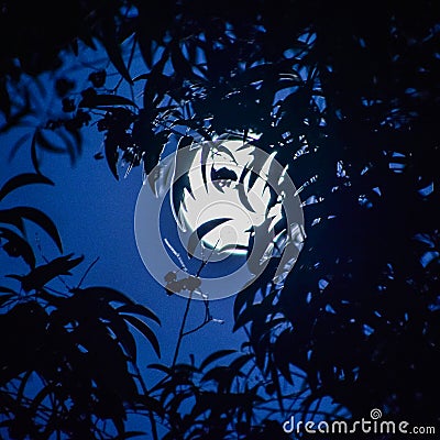 Full white moon behind tree in night Stock Photo