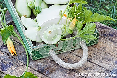 Full wooden box of green courgettes and squashes, wooden background Stock Photo