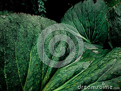 Fullframe of green leaves and raindrops Stock Photo