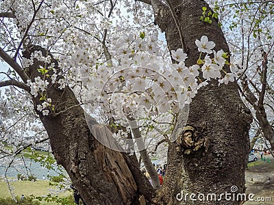 Fully bloomed cherry blossoms along Hinokinai River,Kakunodate,Akita,Tohoku,Japan in spring.selective focus Stock Photo