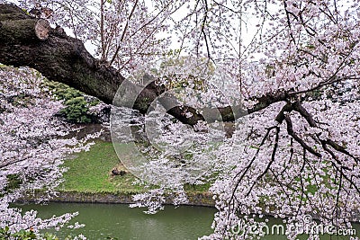 Fully-bloomed cherry blossoms pouring into Chidorigafuchi moat,Chiyoda,Tokyo,Japan in spring Stock Photo