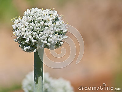 Fully Bloomed Leek Flower Stock Photo