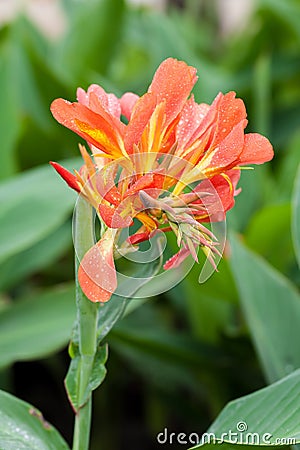 Fully blooming of orange Canna spp. Stock Photo