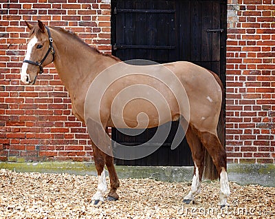 Fully Clipped Horse Stock Photo