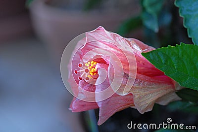 Fully closed variegated Hibiscus bloom in early morning natural light Stock Photo