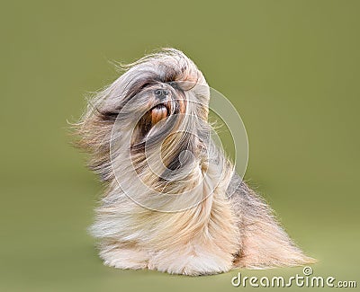 Fully coated beautiful Lhasa Apso dog Stock Photo