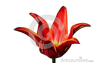 Fully developed tulip flower of Alladin hybrid with bright red petals and yellow center Stock Photo
