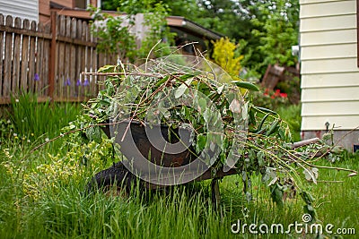 A fully loaded wheelbarrow of garden prunings Stock Photo