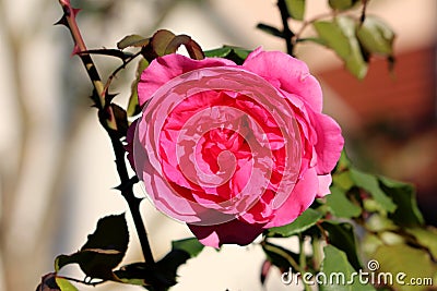 Fully open dark pink rose with dense petals and branches with needles in background Stock Photo