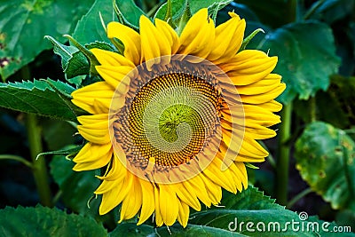 Sunflower Stock Photo