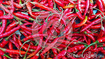 Fully ripe chilli locally known as Morok atekpa in Manipuri language Stock Photo