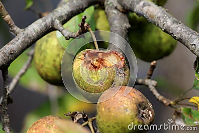 Fully ripe green apple with half eaten part on single branch surrounded with other apples and leaves Stock Photo