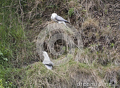 Fulmar seabirds nesting on cliff Stock Photo