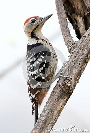 Fulvous-breasted woodpecker Stock Photo