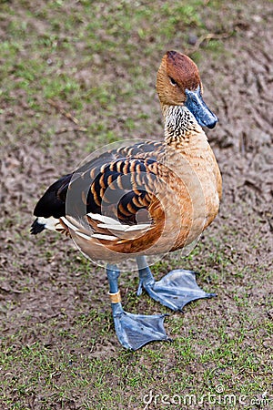 Fulvous Whistling Duck Stock Photo