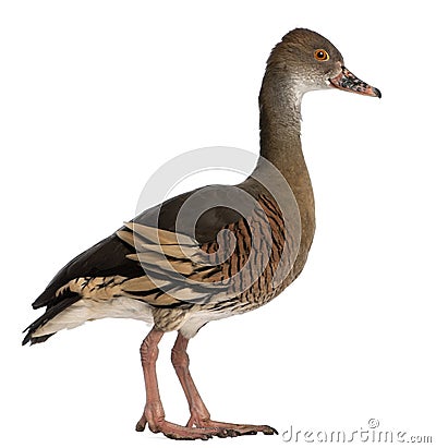 Fulvous Whistling Duck, Dendrocygna bicolor Stock Photo