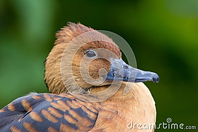 Fulvous whistling duck Stock Photo