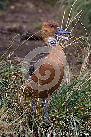 Fulvous whistling duck Stock Photo