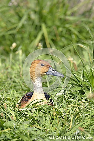 Fulvous Whistling Duck lying on grass Stock Photo