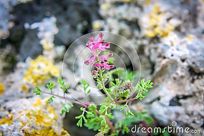 Fumaria officinalis Stock Photo