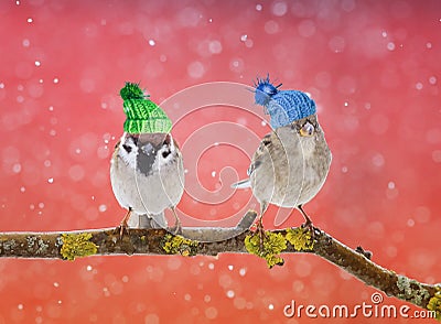 A fun bright card with two cute birds in the knit hats in the sn Stock Photo