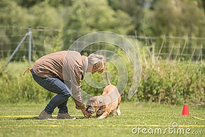 Fun and enjoy sport training with a attentive Continental bulldogg. Owner and dog in the park while working Stock Photo