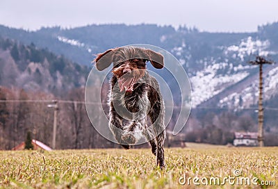 Fun face. Bitch is laughing her head off. Dog Hound- Bohemian Wire Haired Pointing Griffon is enjoying freedom. Freedom of move Stock Photo