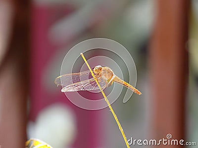 Fun Facts About Dragonflies Stock Photo