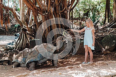 Fun family entertainment in Mauritius. A girl feeds a giant tortoise at the Mauritius island zoo Stock Photo
