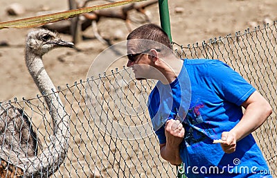 Fun With An Ostrich Stock Photo