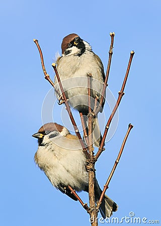 Fun pair of cute birds sitting on a branch in a garden in the sk Stock Photo