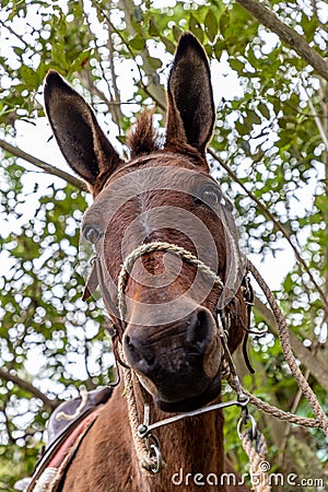 Fun portrait of a Mule donkey head looking under green tree eaves Stock Photo