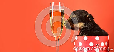 Fun puppy lick glass of champagne. Funny pyppy dog with champagne. Puppy and gift boxes on new year background Stock Photo