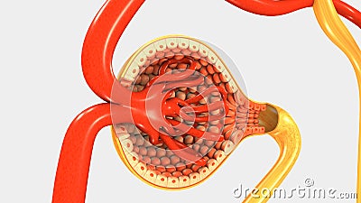 Function of Nephron Stock Photo