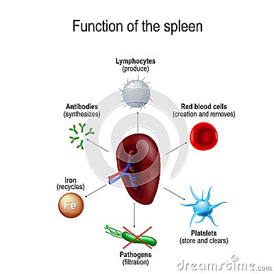 Function of the spleen Vector Illustration