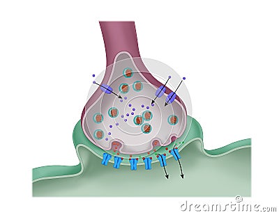 Function of a synapse Stock Photo