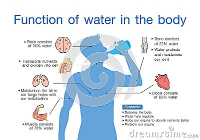 Function of water in the human body. Vector Illustration