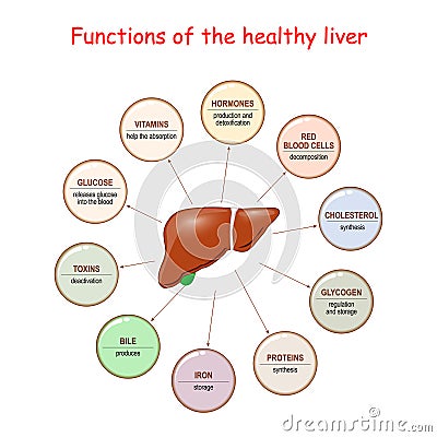 Functions of the Healthy Liver Vector Illustration
