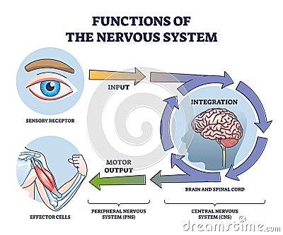 Functions of nervous system from receptor input to effector outline diagram Vector Illustration