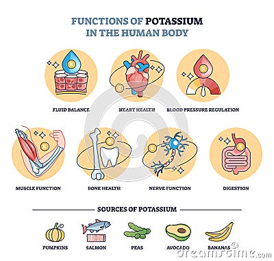 Functions of potassium in human body with sources in food outline diagram Vector Illustration