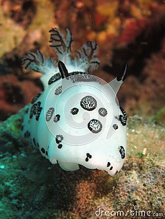 Funeral pyre nudibranch Stock Photo