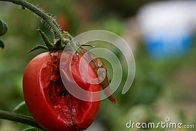 Fungal diseases of tomatoes Late blight is one of the most dangerous diseases Stock Photo