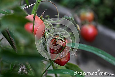 Fungal diseases of tomatoes Late blight is one of the most dangerous diseases Stock Photo