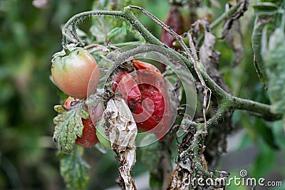 Fungal diseases of tomatoes Late blight is one of the most dangerous diseases Stock Photo