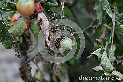 Fungal diseases of tomatoes Late blight is one of the most dangerous diseases Stock Photo