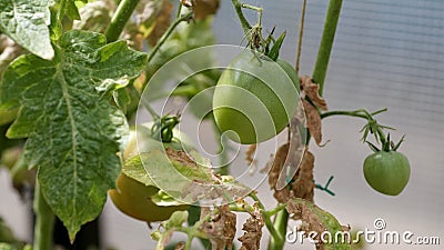 Fungal diseases of tomatoes Late blight is one of the most dangerous diseases Stock Photo