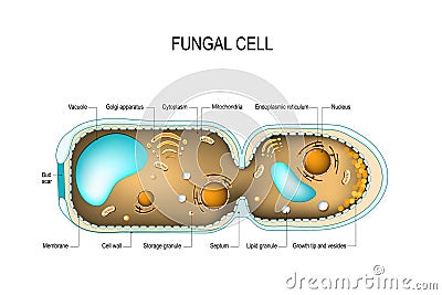 Fungal hyphae cells Vector Illustration