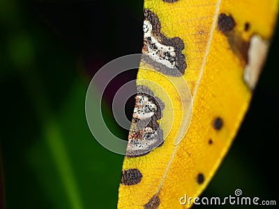 Fungal leaf spots on oleander Stock Photo